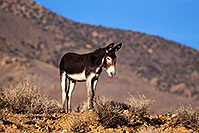 /images/133/2015-08-04-wildrose-donkeys-1dx_1416.jpg - #12551: Donkeys in Death Valley, California … August 2015 -- Wildrose, Death Valley, California