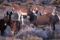 /images/133/2015-08-04-wildrose-donkeys-1dx_1466.jpg - #12553: Donkeys in Death Valley, California … August 2015 -- Wildrose, Death Valley, California