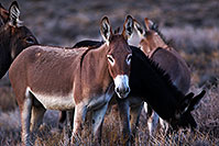 /images/133/2015-08-04-wildrose-donkeys-1dx_1583.jpg - #12555: Donkeys in Death Valley, California … August 2015 -- Wildrose, Death Valley, California