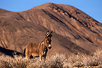 /images/133/2015-08-04-wildrose-donkeys-6d_7053.jpg - #12556: Donkeys in Death Valley, California … August 2015 -- Wildrose, Death Valley, California