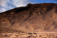 /images/133/2015-08-05-dv-wildrose-1dx_1804.jpg - #12556: Wildrose Donkeys in Death Valley, California … July 2015 -- Wildrose, Death Valley, California