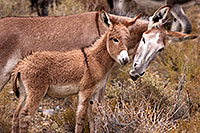 /images/133/2015-08-05-wildrose-donkeys-1dx_1714.jpg - #12561: Donkeys in Death Valley, California … August 2015 -- Wildrose, Death Valley, California