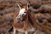 /images/133/2015-08-05-wildrose-donkeys-1dx_1779.jpg - #12563: Donkeys in Death Valley, California … August 2015 -- Wildrose, Death Valley, California