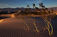 /images/133/2015-08-14-dv-mesquite-11-6d_7393.jpg - #12594: Mesquite Sand Dunes in Death Valley … August 2015 -- Mesquite Sand Dunes, Death Valley, California