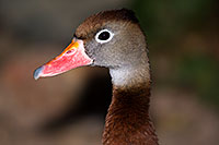 /images/133/2015-12-07-tucson-ducks-1dx_01237.jpg - #12762: Whistling Ducks in Arizona … December 2015 -- Arizona-Sonora Desert Museum, Tucson, Arizona