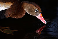 /images/133/2015-12-07-tucson-ducks-1dx_01250.jpg - #12764: Whistling Ducks in Arizona … December 2015 -- Arizona-Sonora Desert Museum, Tucson, Arizona