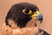 /images/133/2015-12-12-tucson-falcon-1dx_01419.jpg - #12802: Peregrine Falcon in Tucson, Arizona … December 2015 -- Arizona-Sonora Desert Museum, Tucson, Arizona
