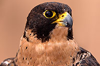 /images/133/2015-12-12-tucson-falcon-1dx_01442.jpg - #12811: Peregrine Falcon in Tucson, Arizona … December 2015 -- Arizona-Sonora Desert Museum, Tucson, Arizona
