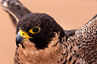 /images/133/2015-12-12-tucson-falcon-1dx_01454.jpg - #12812: Peregrine Falcon in Tucson, Arizona … December 2015 -- Arizona-Sonora Desert Museum, Tucson, Arizona