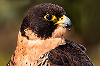 /images/133/2015-12-12-tucson-falcon-1dx_01489.jpg - #12813: Peregrine Falcon in Tucson, Arizona … December 2015 -- Arizona-Sonora Desert Museum, Tucson, Arizona