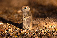 /images/133/2016-05-15-creatures-1dx_14854.jpg - #12930: Round Tailed Ground Squirrels in Tucson … May 2016 -- Tucson, Arizona