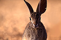 /images/133/2016-05-20-tucson-bunnies-1dx_15603.jpg - #12940: Desert Cottontail in Tucson … May 2016 -- Tucson, Arizona