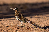 /images/133/2016-05-21-tucson-roadrunner-1dx_15799.jpg - #12943: Birds,Roadrunner in Tucson … May 2016 -- Tucson, Arizona