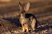 /images/133/2016-05-23-tucson-bunnies-1dx_16613.jpg - #12955: Desert Cottontail in Tucson … May 2016 -- Tucson, Arizona