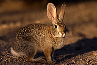 /images/133/2016-05-23-tucson-bunnies-1dx_16621.jpg - #12956: Desert Cottontail in Tucson … May 2016 -- Tucson, Arizona