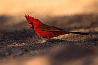 /images/133/2016-05-23-tucson-cardinal-1dx_16520.jpg - #12959: Cardinal in Tucson … May 2016 -- Tucson, Arizona