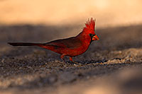 /images/133/2016-05-23-tucson-cardinal-1dx_16530.jpg - #12960: Cardinal in Tucson … May 2016 -- Tucson, Arizona