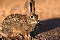 /images/133/2016-05-26-tucson-bunnies-1dx_17894.jpg - #12968: Desert Cottontail in Tucson … May 2016 -- Tucson, Arizona