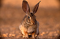 /images/133/2016-06-09-tucson-bunnies-1dx_19102.jpg - #12991: Desert Cottontail … June 2016 -- Tucson, Arizona