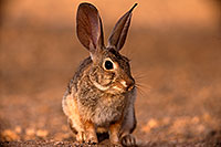 /images/133/2016-06-09-tucson-bunnies-1dx_19115.jpg - #12992: Desert Cottontail … June 2016 -- Tucson, Arizona
