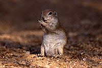 /images/133/2016-06-11-tucson-creatures-1dx_19217.jpg - #12994: Round Tailed Ground Squirrel … June 2016 -- Tucson, Arizona