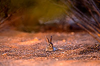 /images/133/2016-06-20-bunnies-tiny-1dx_21060.jpg - #13002: Baby Desert Cottontail … June 2016 -- Tucson, Arizona