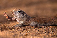 /images/133/2016-06-21-creatures-stretch-1dx_21164.jpg - #13010: Round Tailed Ground Squirrel … June 2016 -- Tucson, Arizona