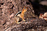 /images/133/2016-07-05-rainbow-squirrels-6d_09983.jpg - #13042: Golden Mantled Ground Squirrels in Eastern Sierra … July 2016 -- Eastern Sierra, California