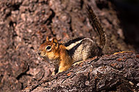/images/133/2016-07-05-rainbow-squirrels-6d_09995.jpg - #13043: Golden Mantled Ground Squirrels in Eastern Sierra … July 2016 -- Eastern Sierra, California