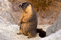 /images/133/2016-09-03-sierra-marmot-6d_1530.jpg - #13073: Yellow Bellied Marmot in Eastern Sierra, California … September 2016 -- Eastern Sierra, California
