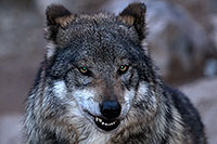 /images/133/2016-12-29-tuc-museum-wolf-1x2_1264.jpg - #13279: Mexican Wolf in Tucson … December 2016 -- Arizona-Sonora Desert Museum, Tucson, Arizona