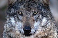 /images/133/2016-12-29-tuc-museum-wolf-1x2_1312.jpg - #13282: Mexican Wolf in Tucson … December 2016 -- Arizona-Sonora Desert Museum, Tucson, Arizona