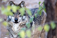/images/133/2016-12-29-tuc-museum-wolf-1x2_1345.jpg - #13284: Mexican Wolf in Tucson … December 2016 -- Arizona-Sonora Desert Museum, Tucson, Arizona