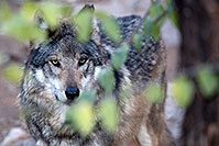 /images/133/2016-12-29-tuc-museum-wolf-1x2_1348.jpg - #13285: Mexican Wolf in Tucson … December 2016 -- Arizona-Sonora Desert Museum, Tucson, Arizona