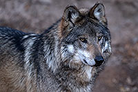 /images/133/2016-12-29-tuc-museum-wolf-1x2_1372.jpg - #13288: Mexican Wolf in Tucson … December 2016 -- Arizona-Sonora Desert Museum, Tucson, Arizona