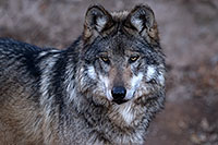/images/133/2016-12-29-tuc-museum-wolf-1x2_1373.jpg - #13289: Mexican Wolf in Tucson … December 2016 -- Arizona-Sonora Desert Museum, Tucson, Arizona