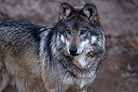 /images/133/2016-12-29-tuc-museum-wolf-1x2_1378.jpg - #13290: Mexican Wolf in Tucson … December 2016 -- Arizona-Sonora Desert Museum, Tucson, Arizona