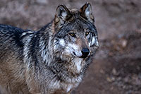 /images/133/2016-12-29-tuc-museum-wolf-1x2_1381.jpg - #13291: Mexican Wolf in Tucson … December 2016 -- Arizona-Sonora Desert Museum, Tucson, Arizona