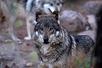 /images/133/2016-12-29-tuc-museum-wolf-1x2_1401.jpg - #13293: Mexican Wolf in Tucson … December 2016 -- Arizona-Sonora Desert Museum, Tucson, Arizona