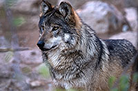 /images/133/2016-12-29-tuc-museum-wolf-1x2_1409.jpg - #13294: Mexican Wolf in Tucson … December 2016 -- Arizona-Sonora Desert Museum, Tucson, Arizona