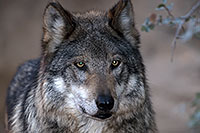 /images/133/2016-12-29-tuc-museum-wolf-1x2_1519.jpg - #13296: Mexican Wolf in Tucson … December 2016 -- Arizona-Sonora Desert Museum, Tucson, Arizona
