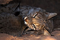 /images/133/2016-12-30-tuc-museum-bobcat-1x2_2197.jpg - #13315: Bobcats sleeping in Tucson … December 2016 -- Arizona-Sonora Desert Museum, Tucson, Arizona