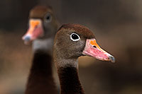 /images/133/2016-12-30-tuc-museum-ducks-1x2_1816.jpg - #13321: Black Bellied Whistling Ducks in Tucson … December 2016 -- Arizona-Sonora Desert Museum, Tucson, Arizona