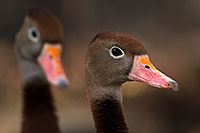 /images/133/2016-12-30-tuc-museum-ducks-1x2_1819.jpg - #13328: Black Bellied Whistling Ducks in Tucson … December 2016 -- Arizona-Sonora Desert Museum, Tucson, Arizona