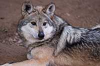 /images/133/2016-12-30-tuc-museum-wolf-1x2_2452.jpg - #13330: Female Mexican Wolf in Tucson … December 2016 -- Arizona-Sonora Desert Museum, Tucson, Arizona