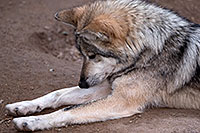 /images/133/2016-12-30-tuc-museum-wolf-1x2_2473.jpg - #13331: Female Mexican Wolf in Tucson … December 2016 -- Arizona-Sonora Desert Museum, Tucson, Arizona