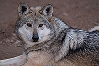 /images/133/2016-12-30-tuc-museum-wolf-1x2_2483.jpg - #13332: Female Mexican Wolf in Tucson … December 2016 -- Arizona-Sonora Desert Museum, Tucson, Arizona