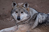 /images/133/2016-12-30-tuc-museum-wolf-1x2_2502.jpg - #13333: Female Mexican Wolf in Tucson … December 2016 -- Arizona-Sonora Desert Museum, Tucson, Arizona