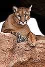 /images/133/2017-01-03-desert-puma-1x2_2681v.jpg - #13348: Mountain Lion at Arizona Sonora Desert Museum … January 2017 -- Arizona-Sonora Desert Museum, Tucson, Arizona