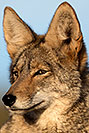 /images/133/2017-01-04-museum-coyotes-1x2_3249v.jpg - #13357: Coyote at Arizona Sonora Desert Museum … January 2017 -- Arizona-Sonora Desert Museum, Tucson, Arizona